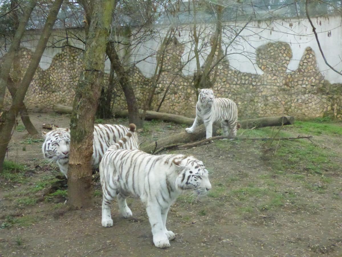 Nyíregyháza fehér tigrisek