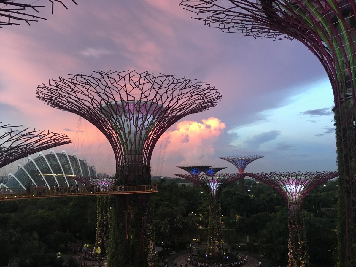 Supertree grove Szingapúr