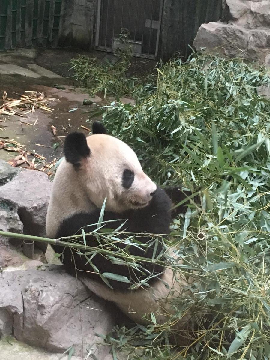 Panda Peking