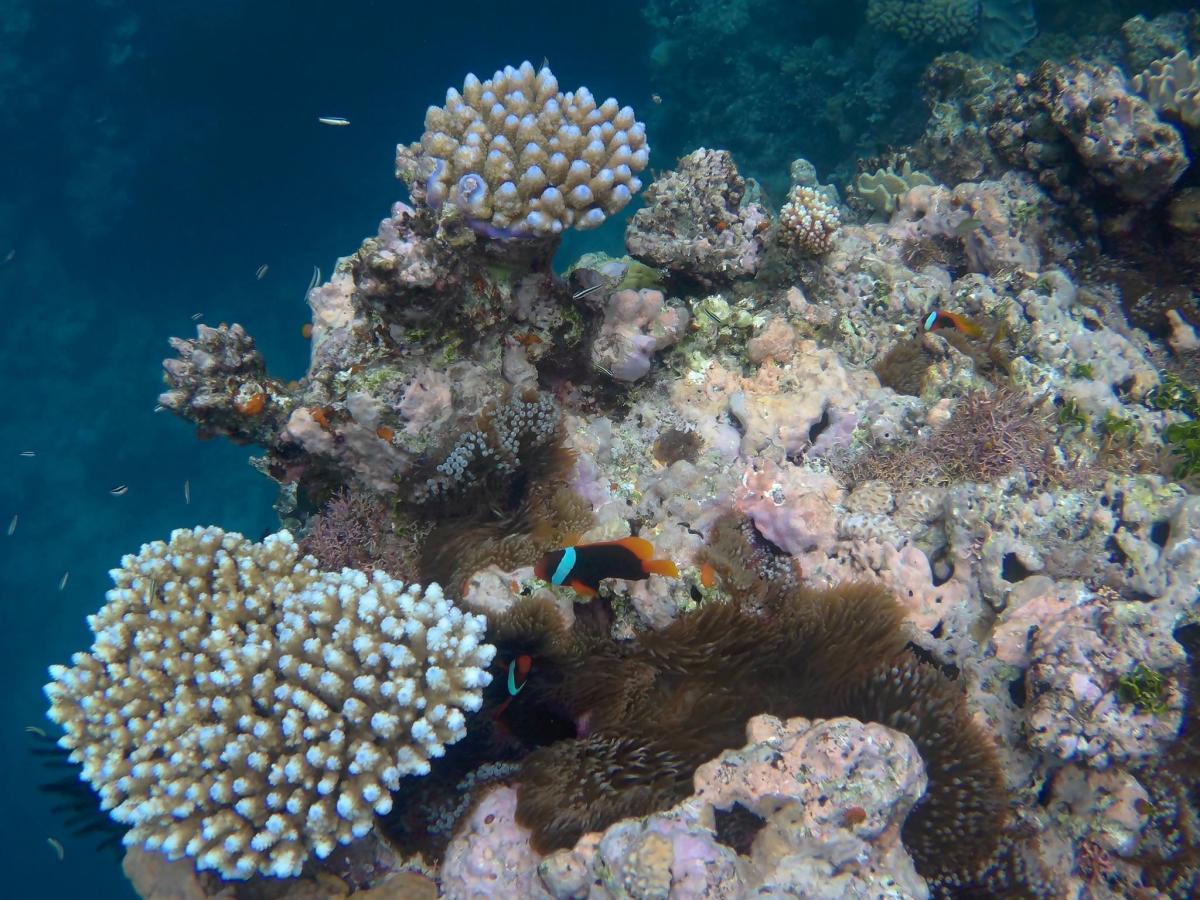 Cairns Nagy-korallzátony