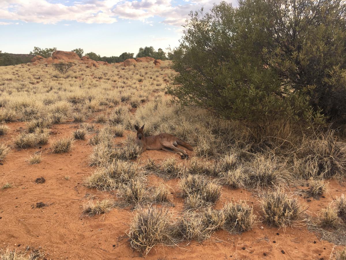 Alice Springs sivatag kenguru